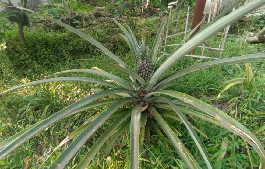 Ibankordor Jungle Resort